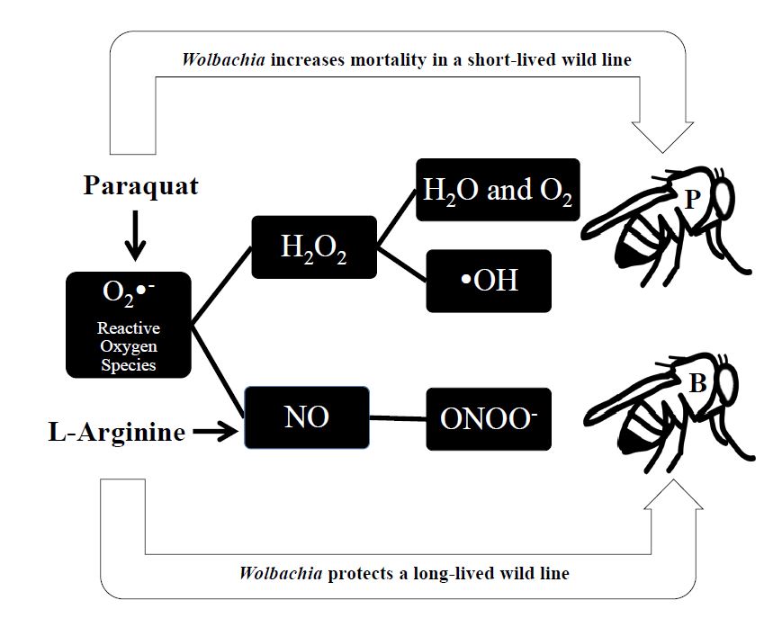 Oxygen vs NO oxidative stress pathways
