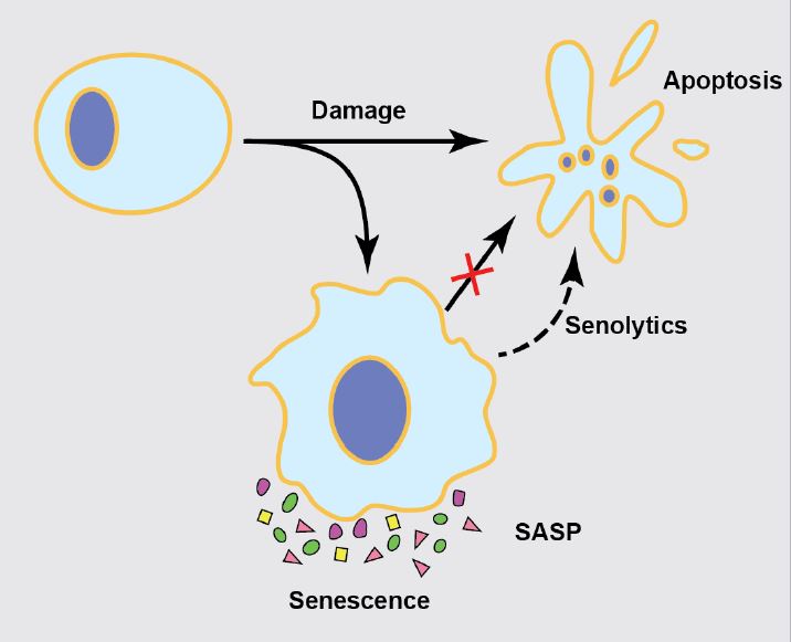 cell death vs senolytic pathway diagram